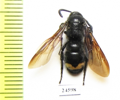 Scoliidae sp.  Kirgizstan - INSECTS-STORE.RU