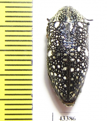 Julodis sp.  South Africa Rep.  20mm - INSECTS-STORE.RU