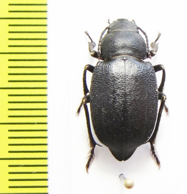 Sternotrigon grandis  China, Inner Mongolia prov. - INSECTS-STORE.RU