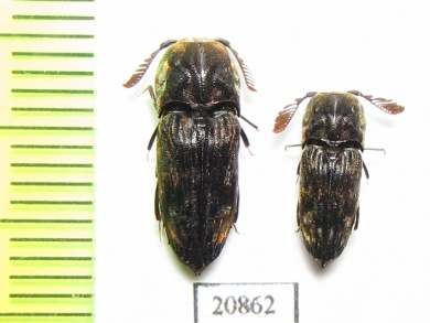 Eucnemidae sp.  Solomon isl. - INSECTS-STORE.RU