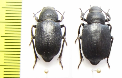 Sternotrigon grandis  China, Inner Mongolia prov. - INSECTS-STORE.RU