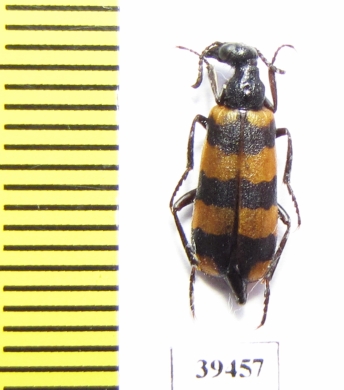 Croscherichia goryi  Afghanistan - INSECTS-STORE.RU