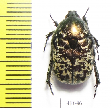 Protaetia karelini  Russia, Volgograd reg. - INSECTS-STORE.RU