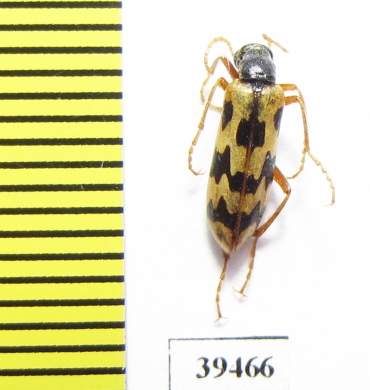 Croscherichia richteri  Iran, Sistan prov. - INSECTS-STORE.RU