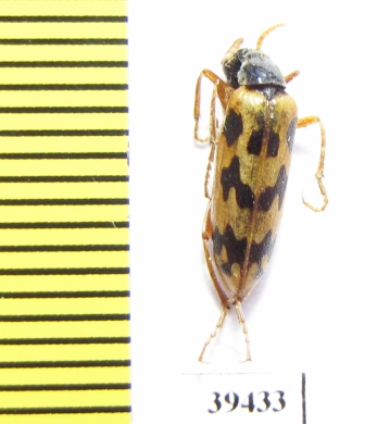 Croscherichia richteri  Iran, Sistan prov. - INSECTS-STORE.RU