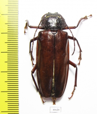 Mallodonopsis mexicanus, female  Costa Rica - INSECTS-STORE.RU