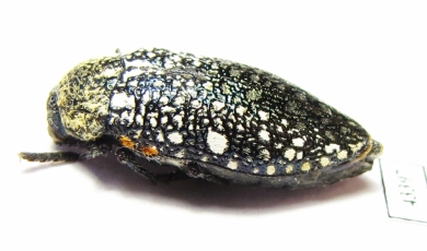 Julodis sp.  South Africa Rep.  17mm - INSECTS-STORE.RU