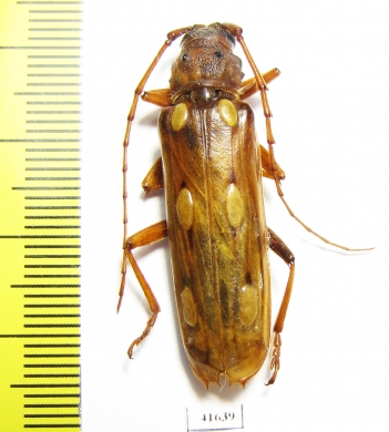 Coccoderus timbaraba  Costa Rica - INSECTS-STORE.RU