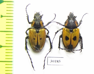 Campulipus limbatus, pair  South Africa Rep. - INSECTS-STORE.RU