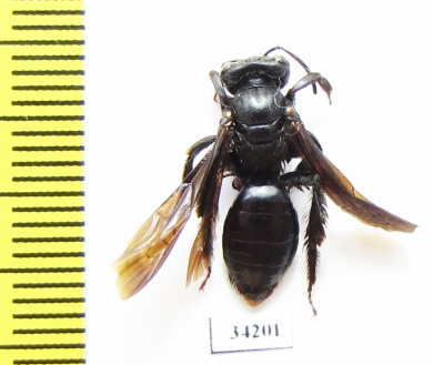 Hymenoptera sp.  Uzbekistan - INSECTS-STORE.RU