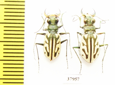 Habrodera capensis, pair  South Africa Rep. - INSECTS-STORE.RU