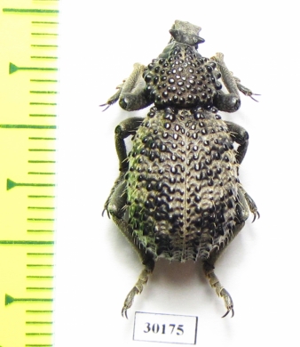 Brachyceridae sp.1  South Africa Rep. - INSECTS-STORE.RU