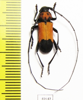 Purpuricenus desfontainii  Turkey - INSECTS-STORE.RU