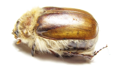 Sparrmannia sp.  South Africa Rep. - INSECTS-STORE.RU