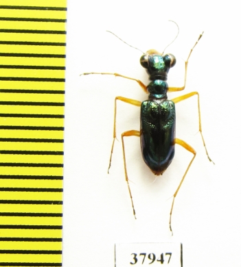 Tetracha coeruleus  Indonesia, Sumatra - INSECTS-STORE.RU