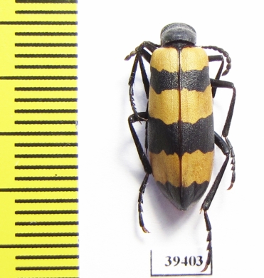 Mylabris groschkei  Iran, Kerman prov. - INSECTS-STORE.RU