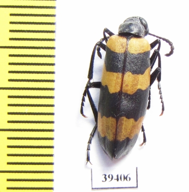 Mylabris groschkei  Iran, Kerman prov. - INSECTS-STORE.RU