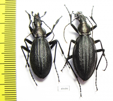 Carabus (Acoptolabrus) gehinii, pair  Japan - INSECTS-STORE.RU