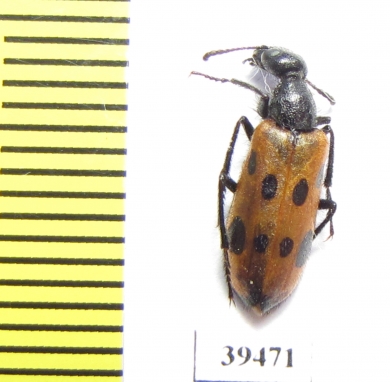 Mylabris mirzayani  Iran, Sistan prov. - INSECTS-STORE.RU