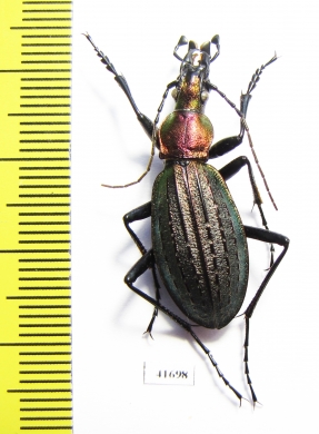 Carabus (Acoptolabrus) gehinii  Japan - INSECTS-STORE.RU