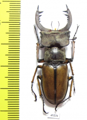 Lucanus delavayi  China, Yunnan prov. - INSECTS-STORE.RU