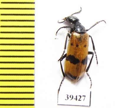 Hycleus schauffelei  Iran, Sistan prov. - INSECTS-STORE.RU