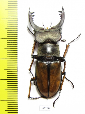 Lucanus delavayi  China, Yunnan prov. - INSECTS-STORE.RU