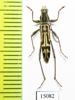 Rhaphuma sp.  Indonesia, Sumatra - INSECTS-STORE.RU