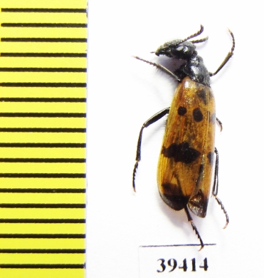 Hycleus schauffelei  Iran, Sistan prov. - INSECTS-STORE.RU