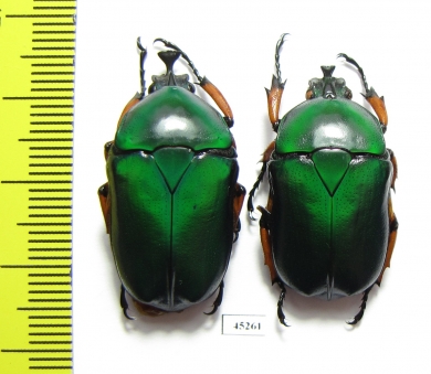 Trigonophorus nepalensis, pair  China - INSECTS-STORE.RU