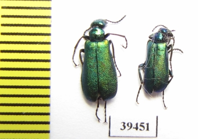 Alosimus armeniacus  Iran, Lorestan prov. - INSECTS-STORE.RU