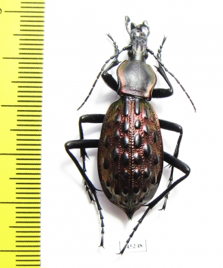Carabus (Coptolabrus) augustus ignigena  China - INSECTS-STORE.RU