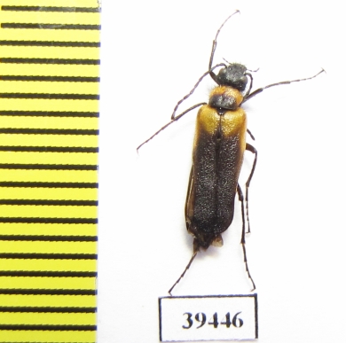 Meloidae sp.  Chile - INSECTS-STORE.RU