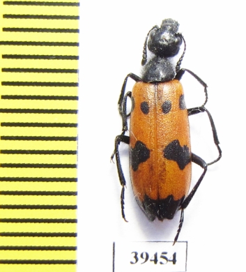 Mylabris mediorientalis  Jordan - INSECTS-STORE.RU