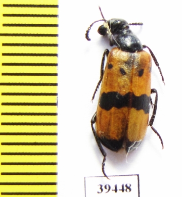 Mylabris cinctoides  Iran, Sistan prov. - INSECTS-STORE.RU