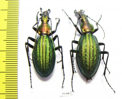 Carabus (Acoptolabrus) gehinii, pair  Japan - INSECTS-STORE.RU