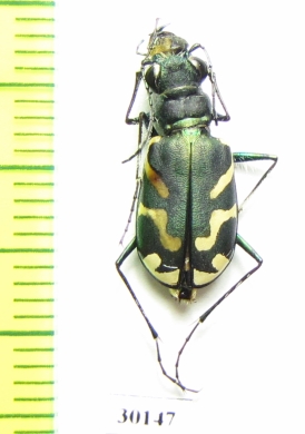 Cicindela latesignata  USA - INSECTS-STORE.RU