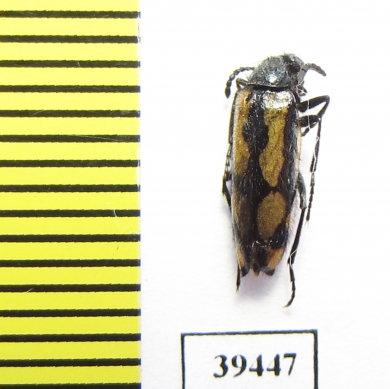 Mylabris lucens  Tajikistan - INSECTS-STORE.RU