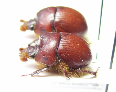 Bolbelasmus unicornis, pair  Czech Rep. - INSECTS-STORE.RU