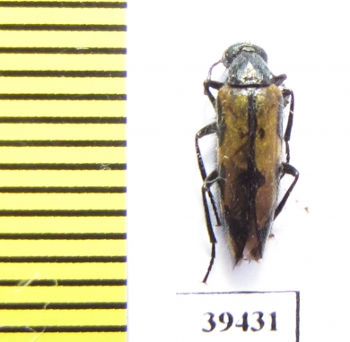 Mylabris lucens  Tajikistan - INSECTS-STORE.RU