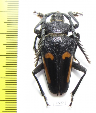 Calocomus desmaresti  Argentina - INSECTS-STORE.RU