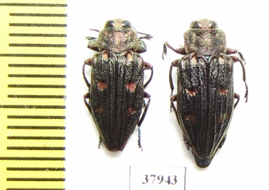 Chrysobothris chrysostigma, pair  Russia, Tver reg. - INSECTS-STORE.RU