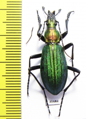 Carabus (Acoptolabrus) gehinii  Japan - INSECTS-STORE.RU