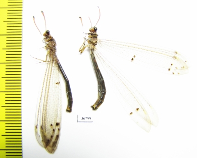 Myrmeleontidae sp.  Ecuador - INSECTS-STORE.RU