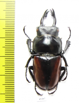 Neolucanus fuscus zongguo  China, Guangxi prov.  - INSECTS-STORE.RU