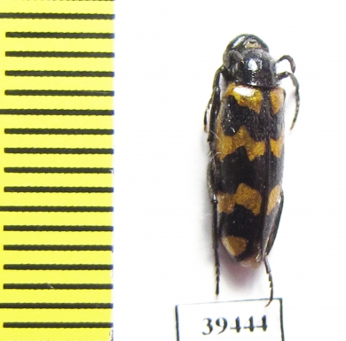 Mylabris excisofasciata  Tajikistan - INSECTS-STORE.RU