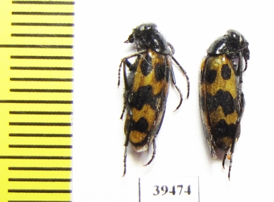 Mylabris excisofasciata  Tajikistan - INSECTS-STORE.RU