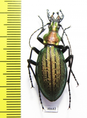 Carabus (Acoptolabrus) gehinii  Japan - INSECTS-STORE.RU