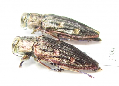 Chrysobothris chrysostigma, pair  Russia, Tver reg. - INSECTS-STORE.RU