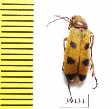 Euzonitis sexmaculata  Jordan - INSECTS-STORE.RU